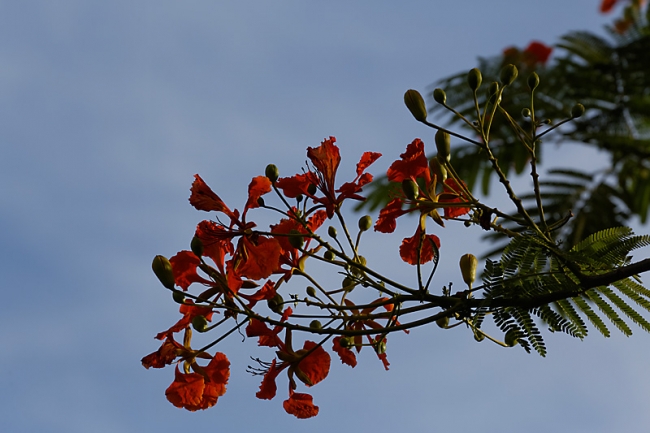 Suan Luang-JUN14-010